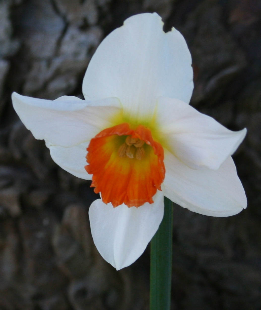 Wordsworth