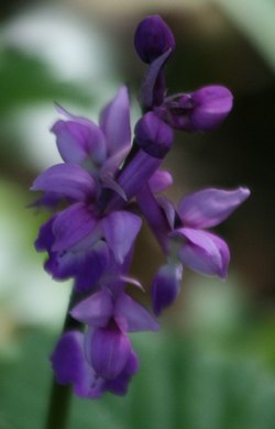 Early Purple