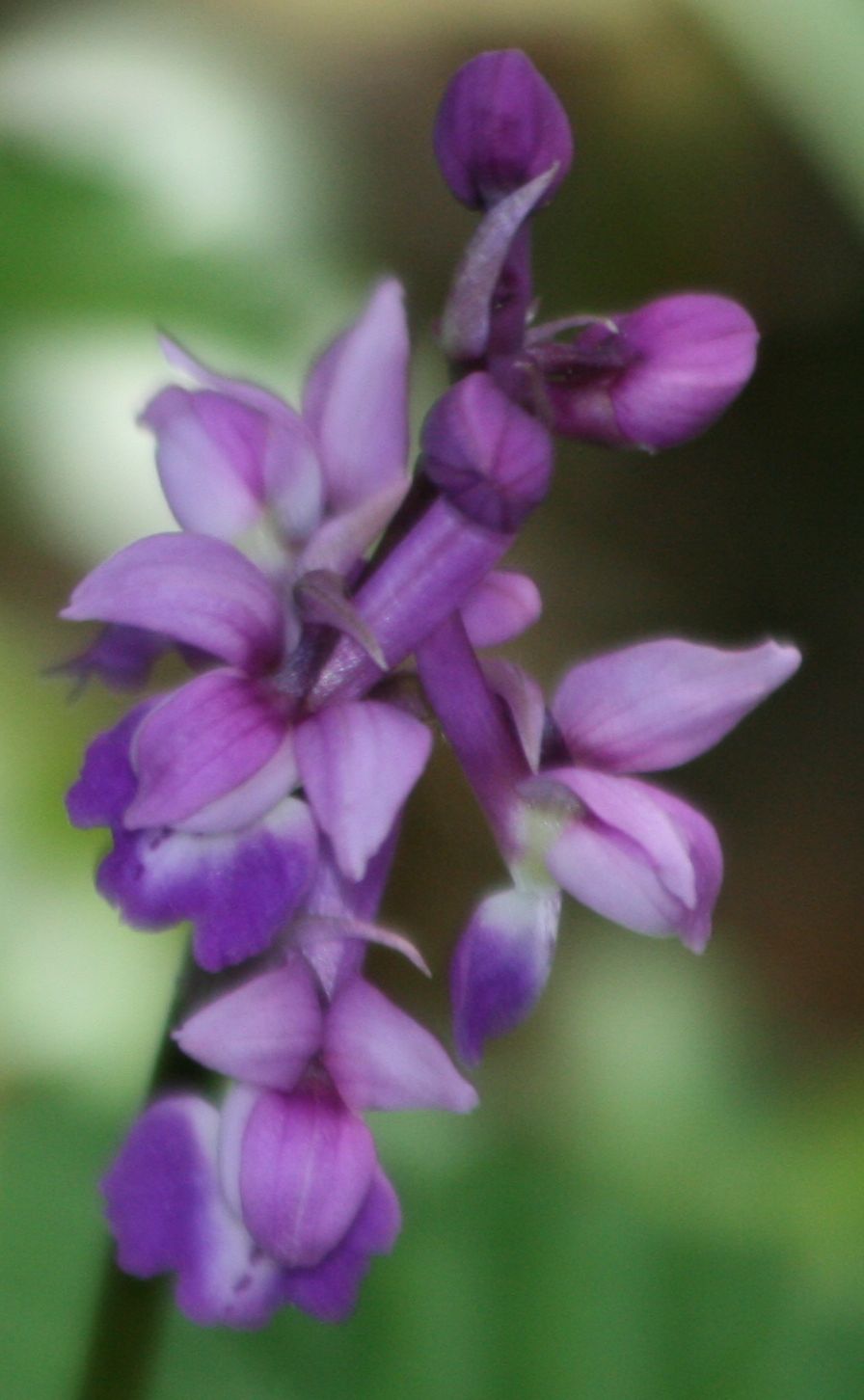 Early Purple