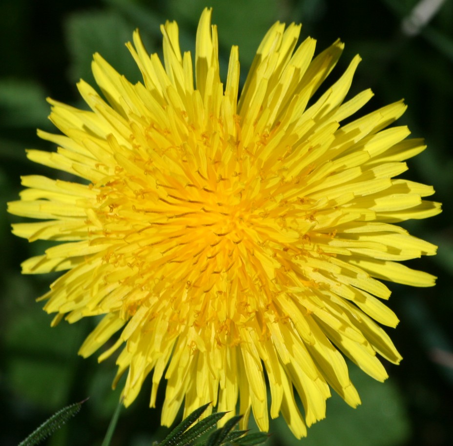 Dandelion