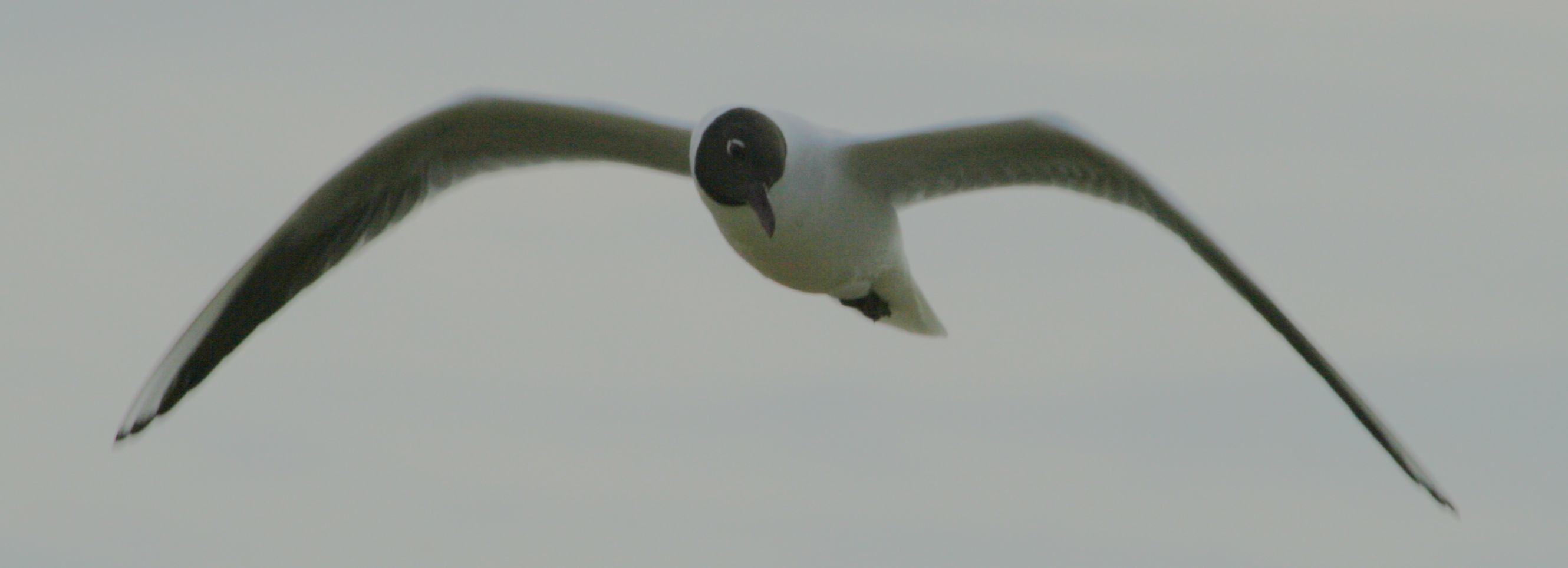 Seagull