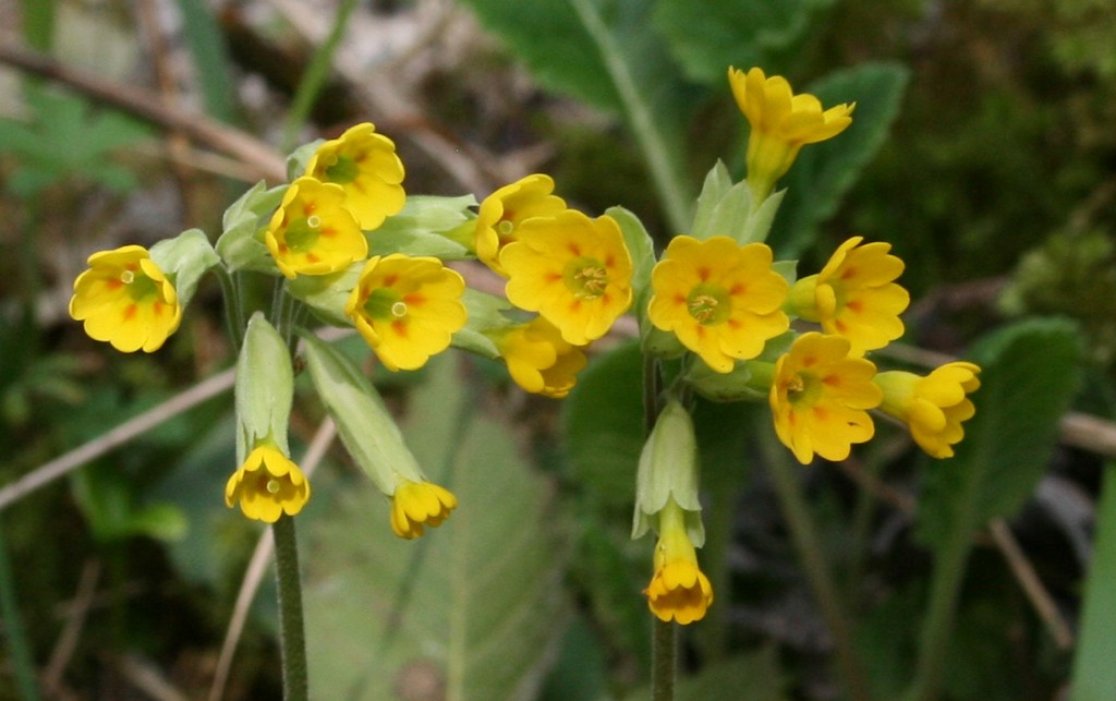 Primrose