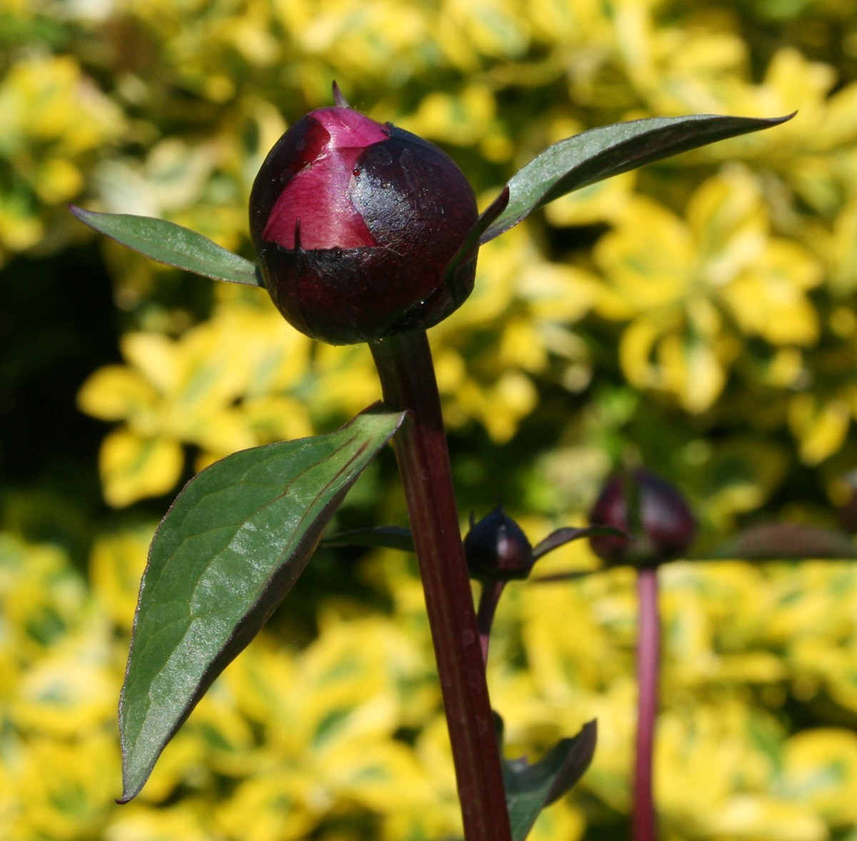 Peony