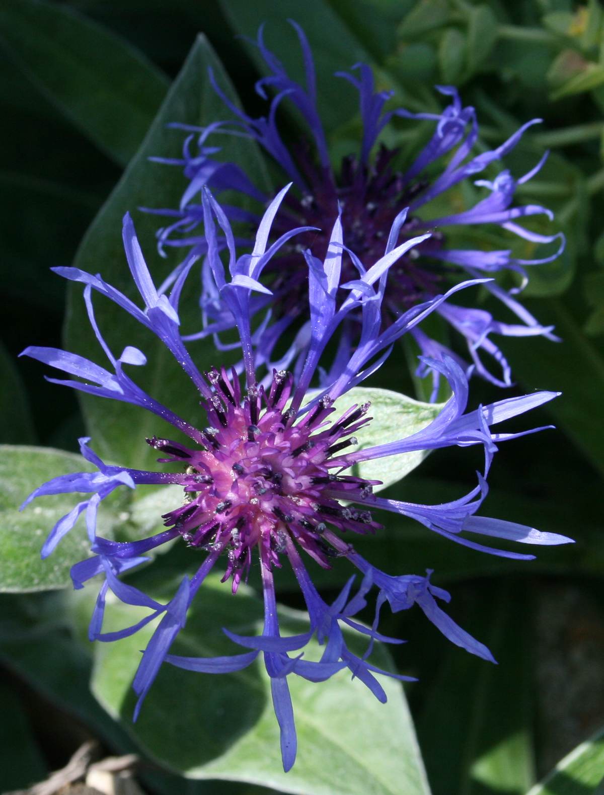 Cornflower
