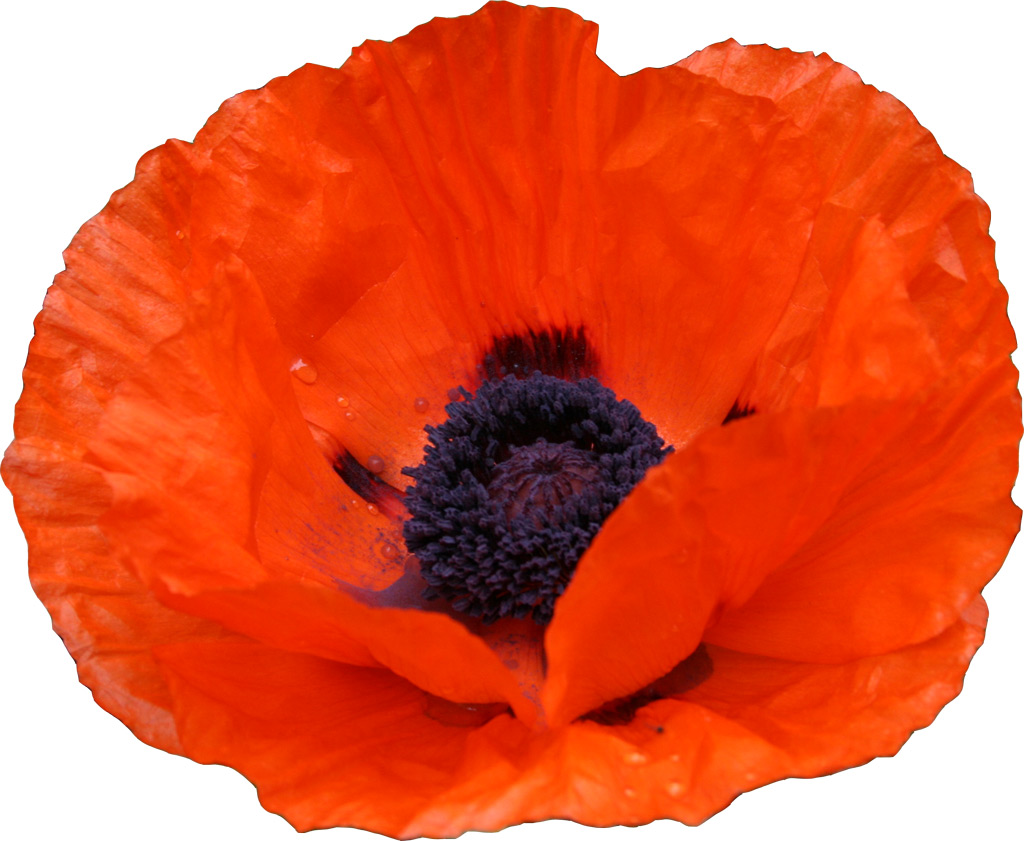 Poppy