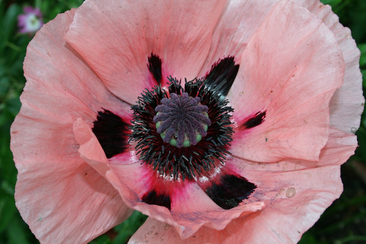 Large poppy