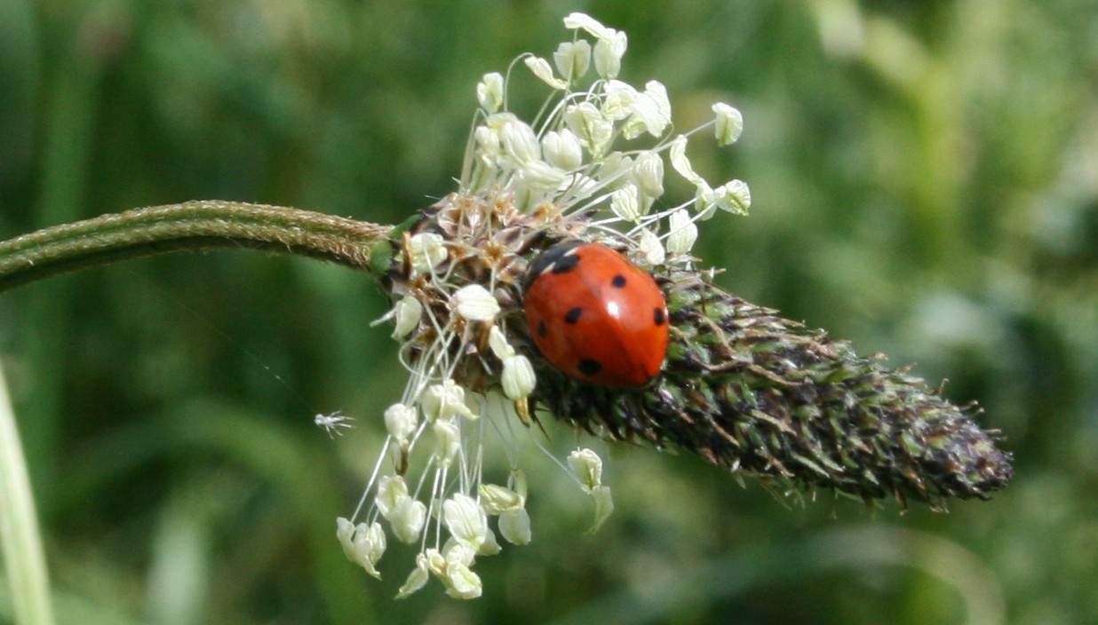 Ladybird and chum