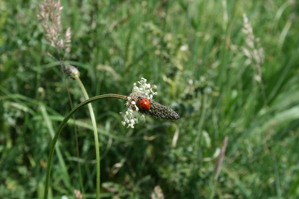 Ladybird and chum