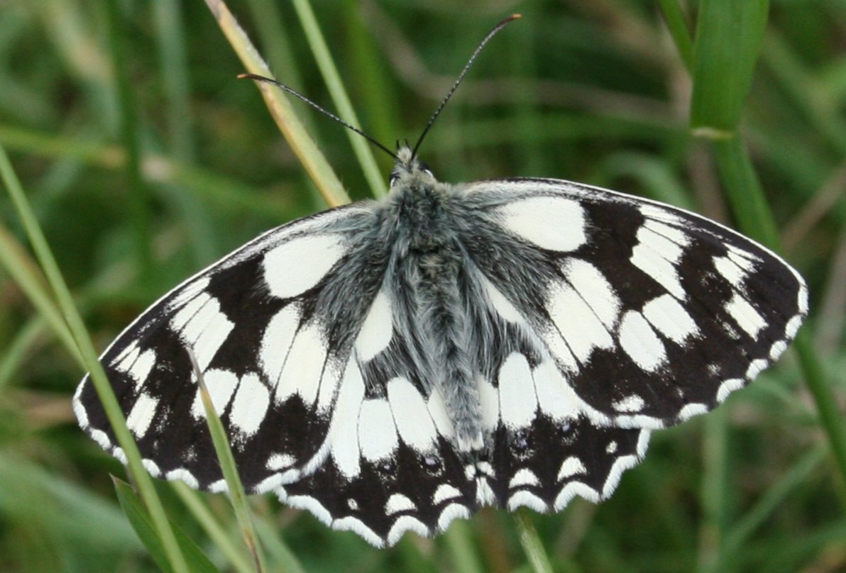 Marbled white