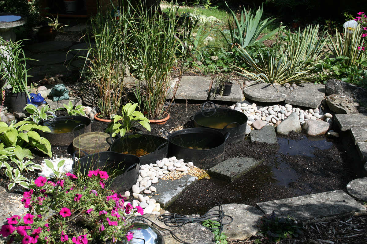 Bog Garden