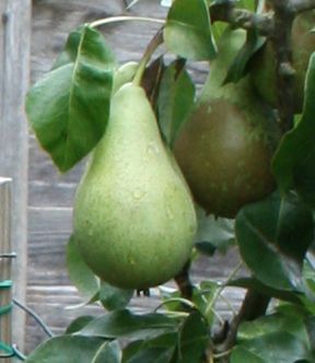 Pear tree