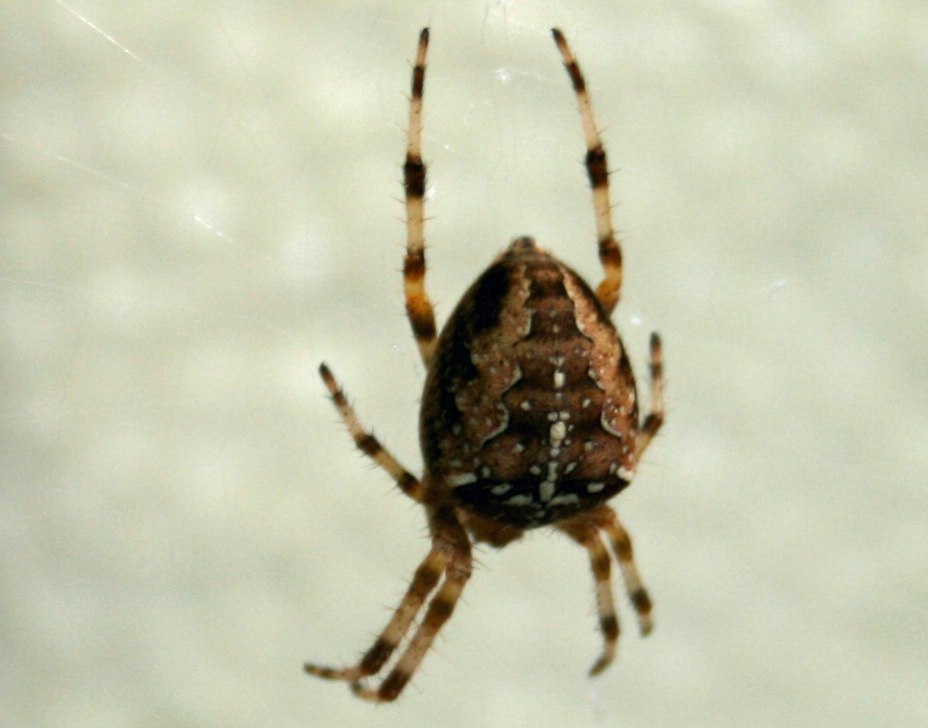 Our non-paying shed guest