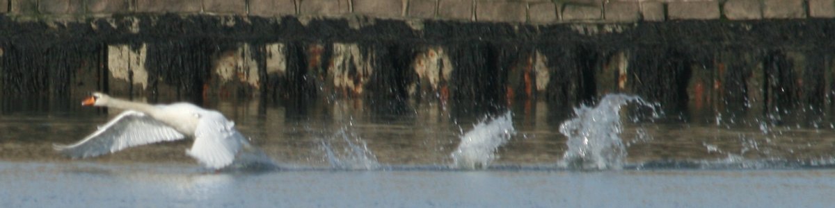 Keyhaven swan