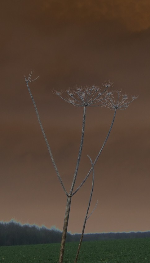Martian vegetation
