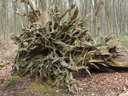 Tangled roots