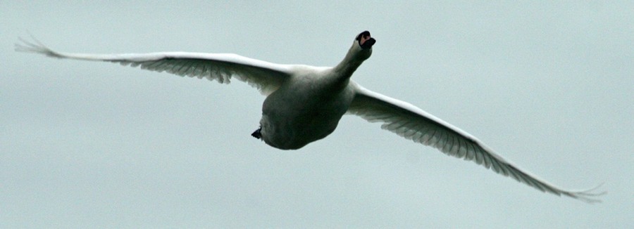Unroasted swan