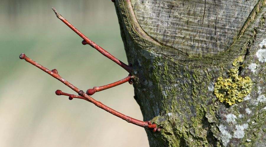 Buds