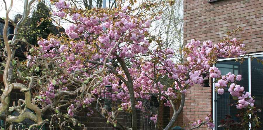 Japanese decorative cherry