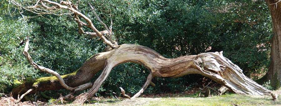 Fallen by the wayside 2