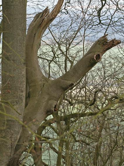 Giant stick insect