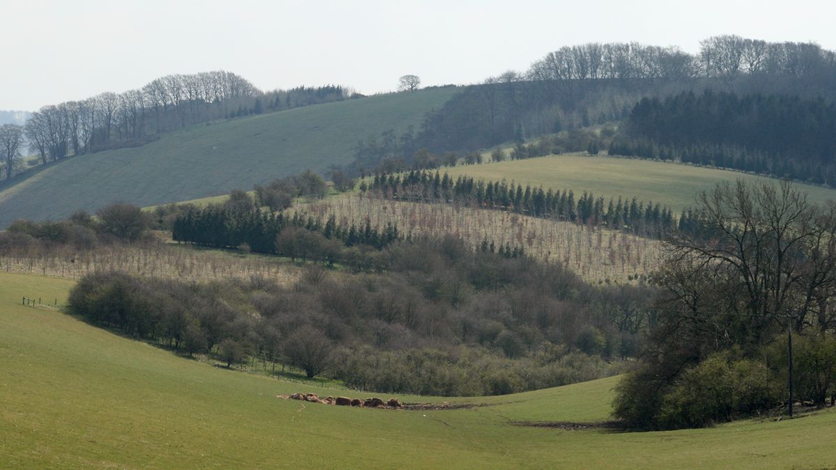 Landscape near Faccombe