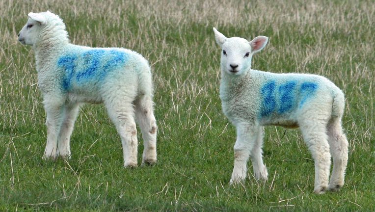 Two lambs