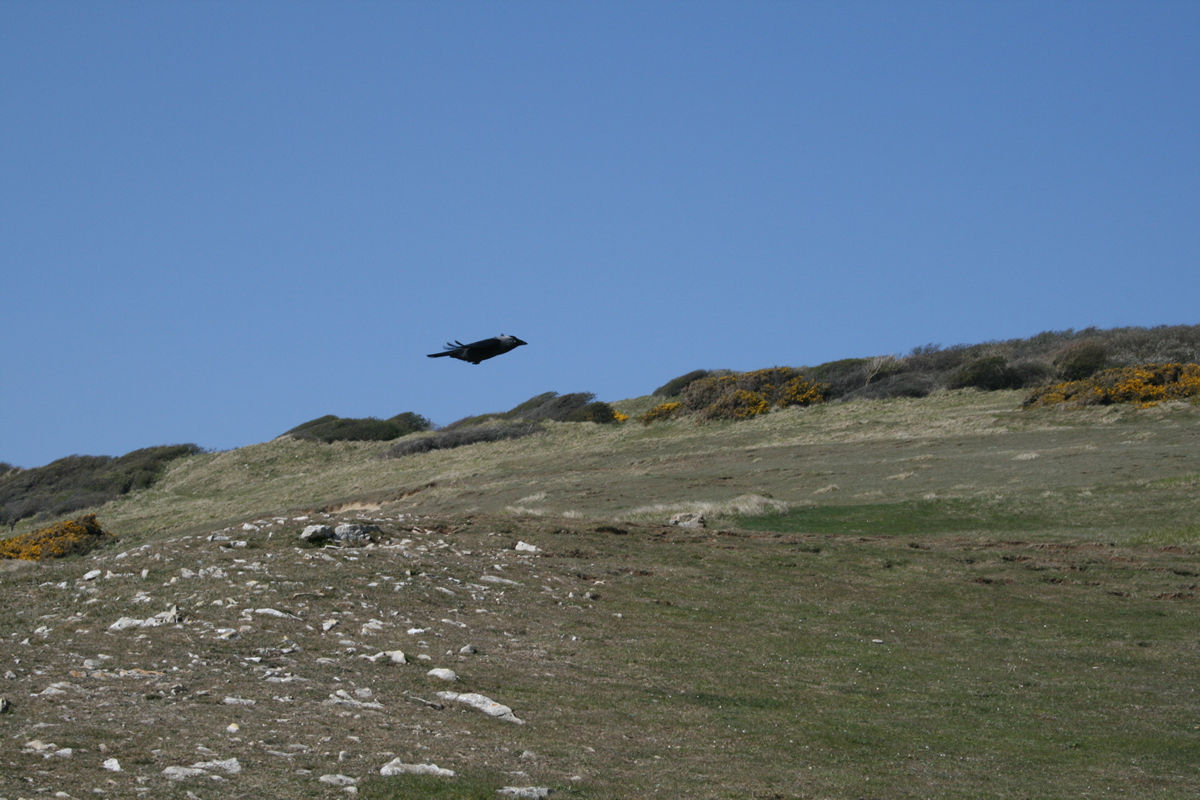 A natural stealth bomber