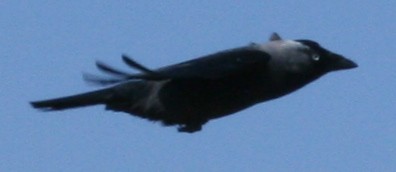 Little stealth bomber