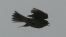 Skylarking