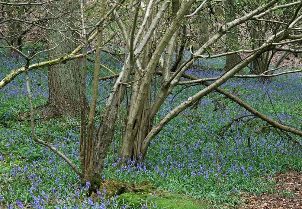 Bluebell wood