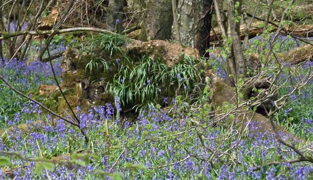 Ellisfield bluebell wood