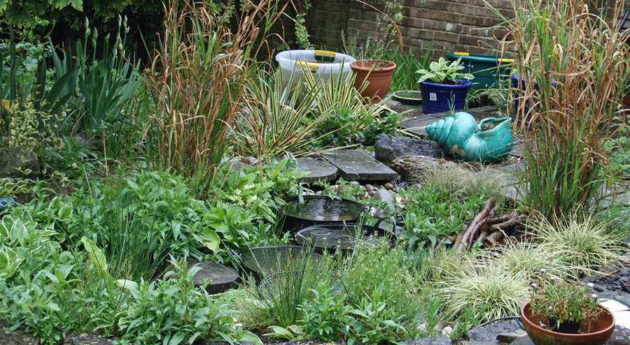 The bog garden