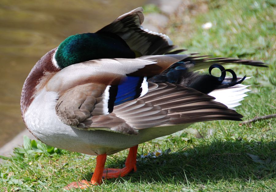 Ducking any problems