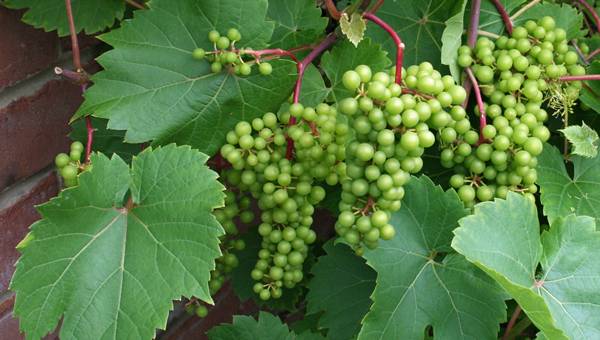 The grapes of Christa