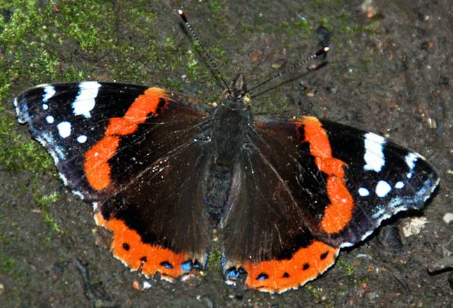 Alton Red Admiral