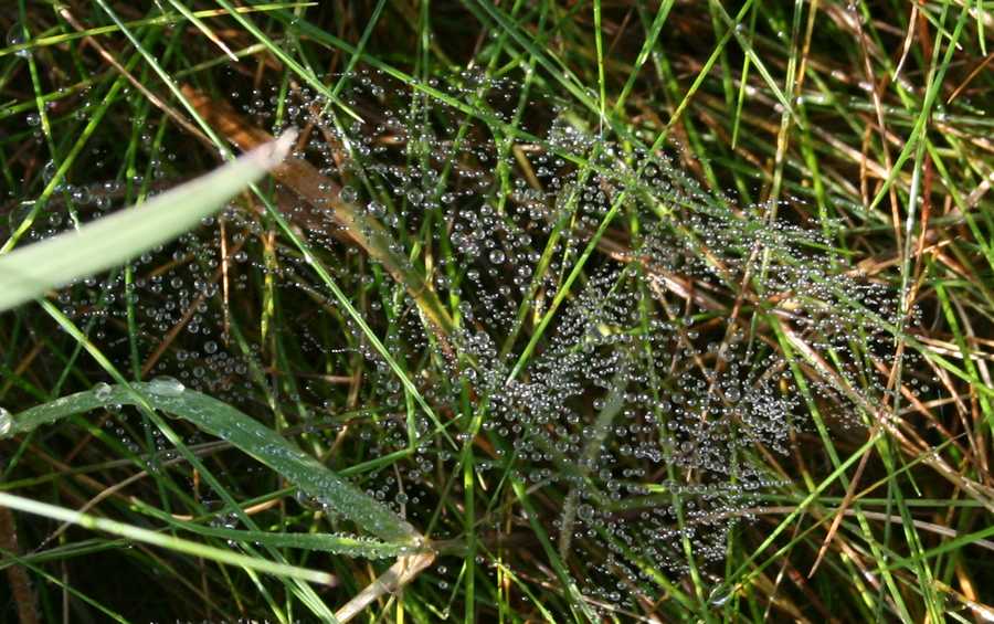 Wet web