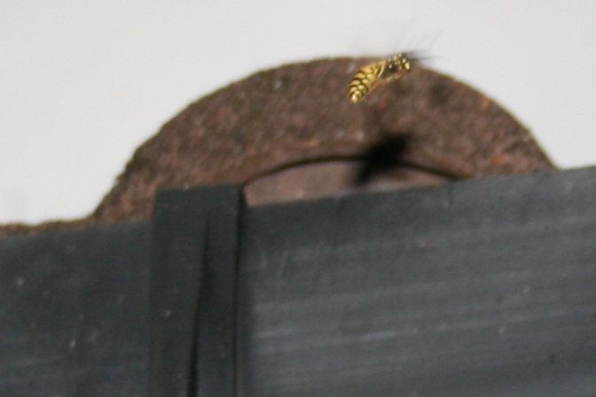 Wasp