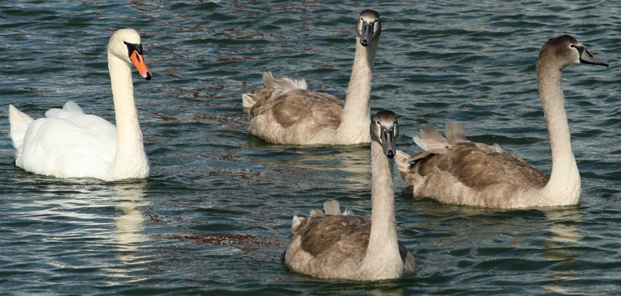 Keyhaven swans family, 8 October 2008