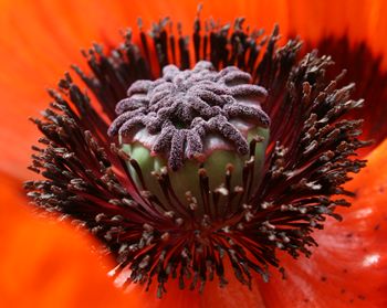 Poppy
