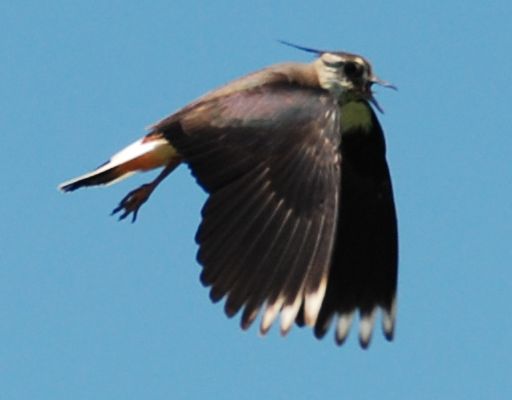 Bird 2