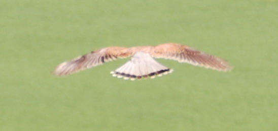 Bird 1
