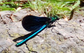 Damselfly