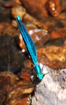 Damselfly