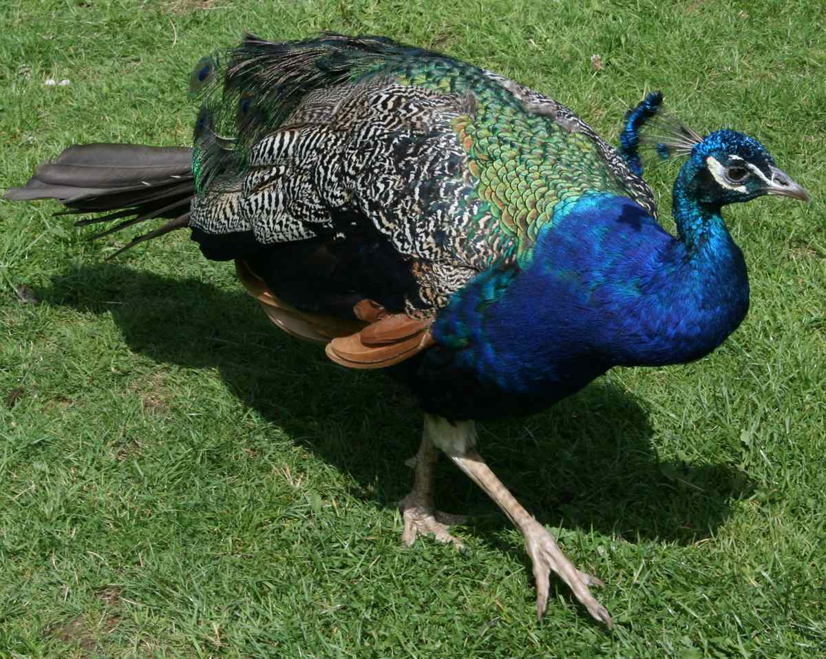 Peacock