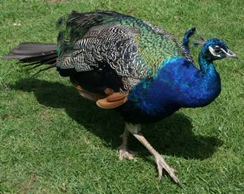 Peacock