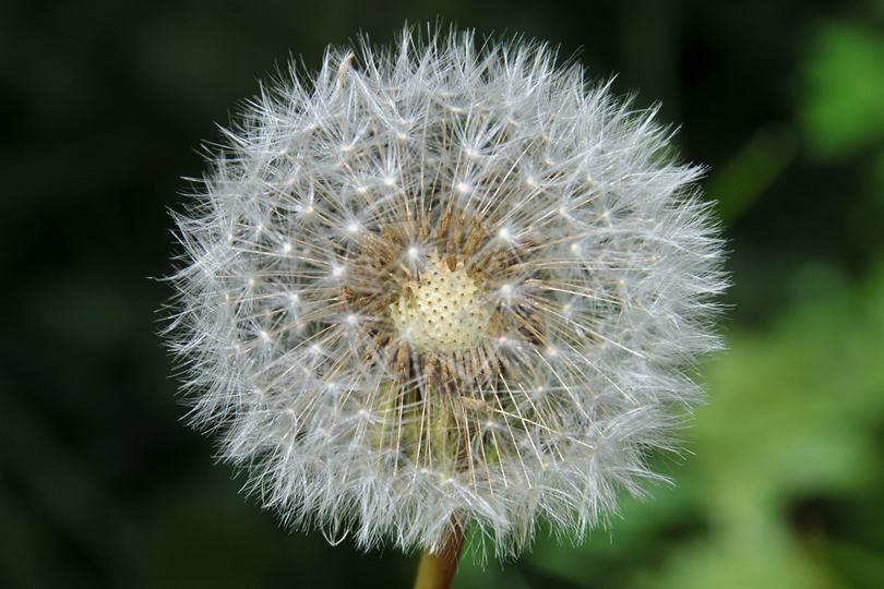dandelion