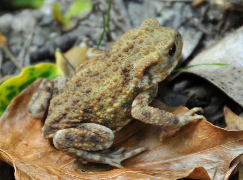 amphibian