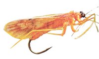 fly