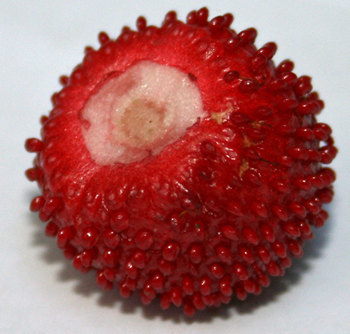 alpine strawberry