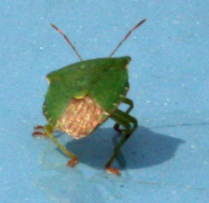 Green bug